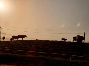 Экскурсия в Дагестан из Владикавказа - Мамисон Тревел