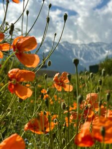Поездки в горы Северной Осетии | Мамисон Тревел