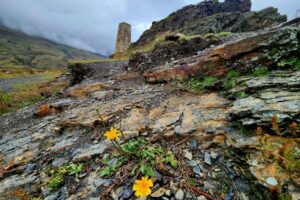 Путешествие на Кавказ: Мамисон Тревел